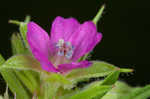 Cutleaf geranium